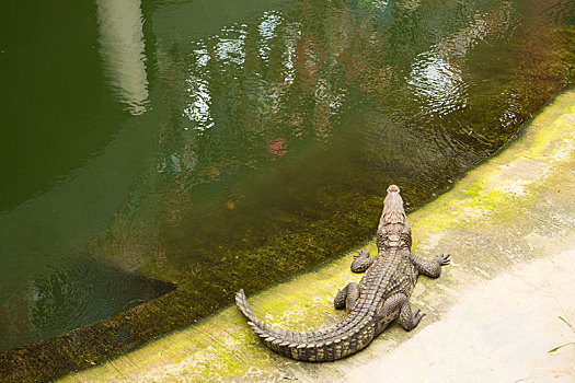 泰国,鳄鱼,农场,动物园