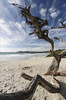 浮木,海滩,海洋,加利福尼亚,美国