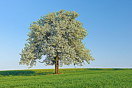 梨树,开花,地区,萨尔州,德国