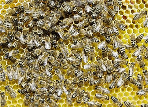 意大利蜂,蜜蜂,工作,新鲜,蜂蜜,花