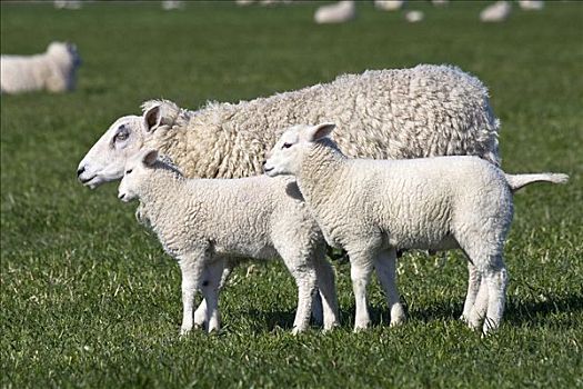 家羊,绵羊,两个,羊羔,草场