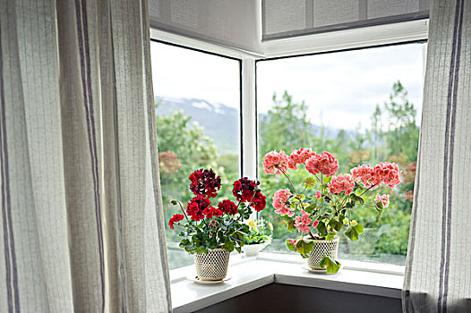 天竺葵,窗,窗台