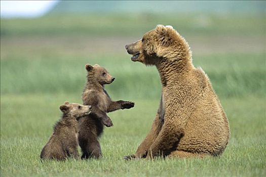 大灰熊,棕熊,4个月大,幼兽,尝试,母亲,玩,卡特麦国家公园,阿拉斯加
