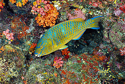 鹦鹉鱼,安达曼海,泰国