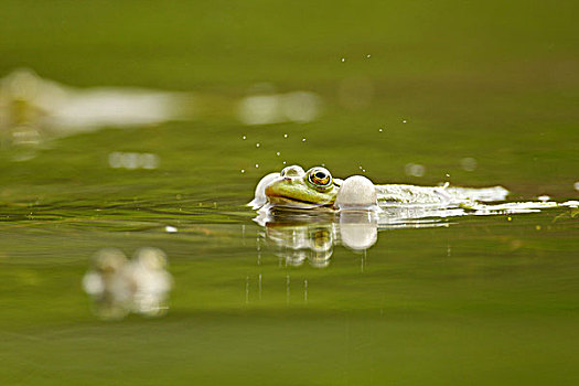 交配,青蛙,水中