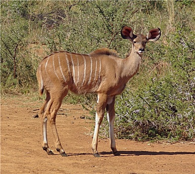 羚羊,南非