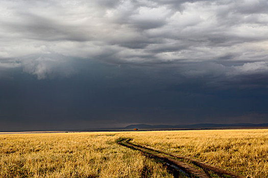 乌云,道路,马塞马拉野生动物保护区,肯尼亚