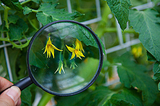 用放大镜看西红柿的花朵