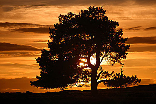 树,日落,北约克郡,英格兰
