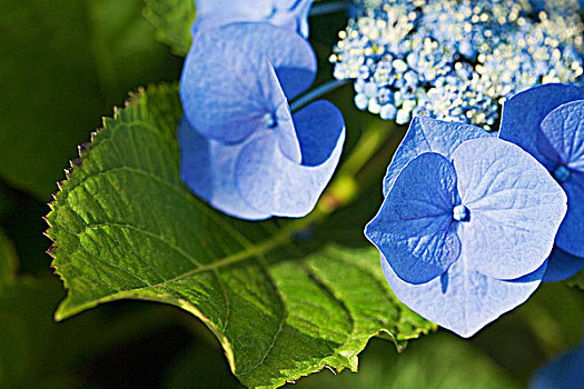 特写,蓝色,八仙花属,盛开,花