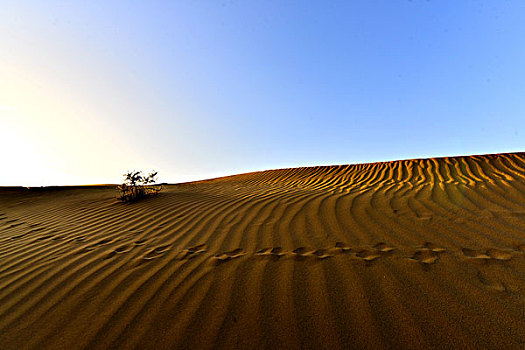 沙漠生命