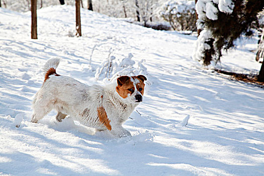 在白色雪地中行走的一只白黄花小狗