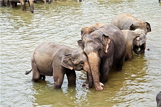 浴,大象,品纳维拉,大象孤儿院,斯里兰卡