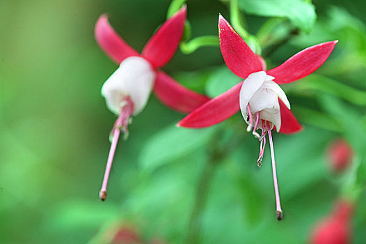 花,特写,向上