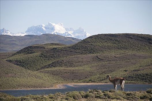 原驼,站立,湖岸,裴赫湖,托雷德裴恩国家公园,麦哲伦省,区域,智利