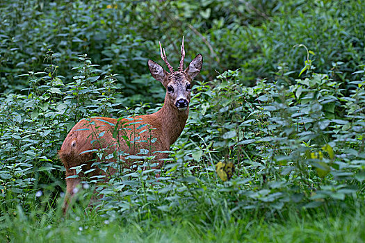 欧洲,麈鹿,狍属,莱茵兰普法尔茨州,德国