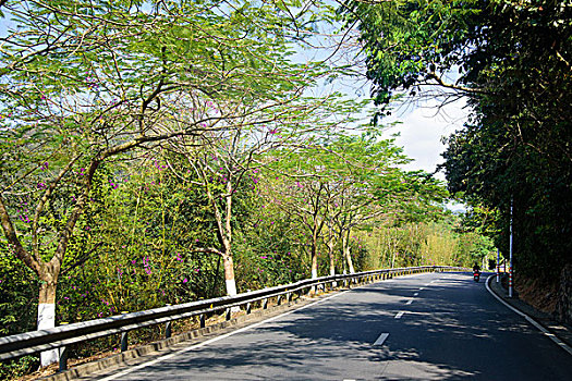 三亚湾林荫道路