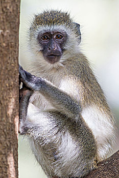 长尾黑颚猴,绿猴,坐,平衡,树,看,特写,湖,国家公园,坦桑尼亚