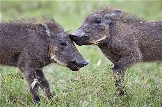 肯尼亚,纳罗克地区,马赛马拉,两个,疣猪,小猪,玩,马赛马拉国家保护区
