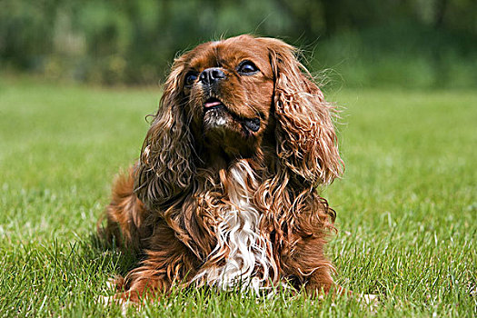 查尔斯王犬,雄性,卧,草坪