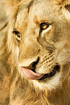 利文斯顿,赞比亚,特写,雄性,狮子,舔,鼻子