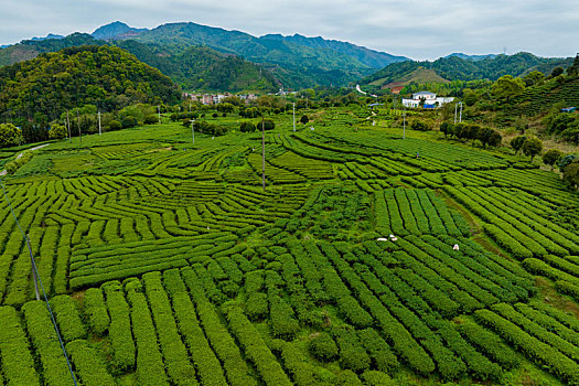 中国广西贺州昭平生态茶园春季自然风光景色优美
