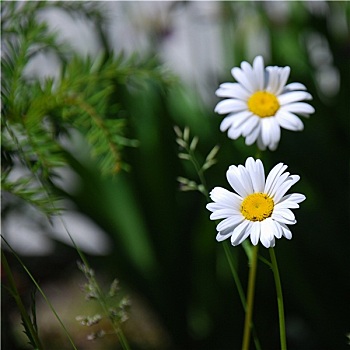 雏菊,野花,特写