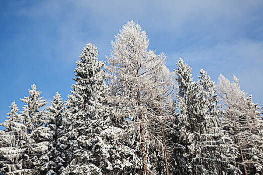 积雪,树梢,莱茵兰普法尔茨州,德国