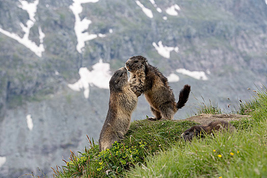 两个,土拨鼠,旱獭,争斗,上陶恩山国家公园,卡林西亚,奥地利,欧洲