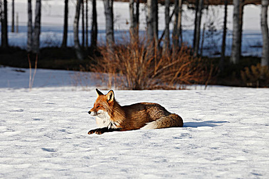 狐狸,享受,太阳