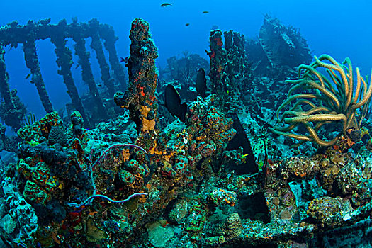 残骸,蒸汽,帆船,飓风,1867年,海岸,盐,岛屿,靠近,托托拉岛,英属维京群岛,加勒比