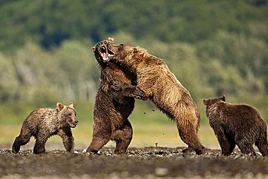 美国,阿拉斯加,卡特麦国家公园,大灰熊,母熊,棕熊,争斗,熊,靠近,幼兽,湾