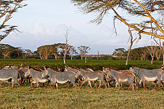斑马,细纹斑马,牧群,多年生植物,沼泽,莱瓦野生动物保护区,北方,肯尼亚