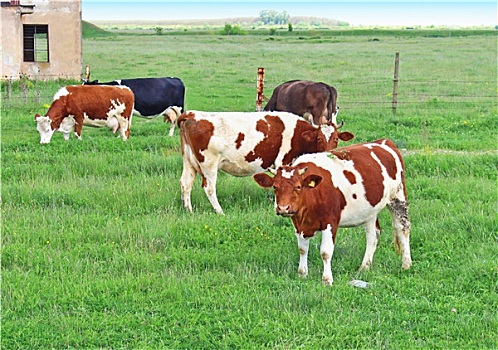 驯服,母牛,绿色,地点,放牧,草