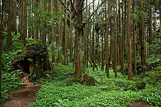 台湾,阿里山,原始森林