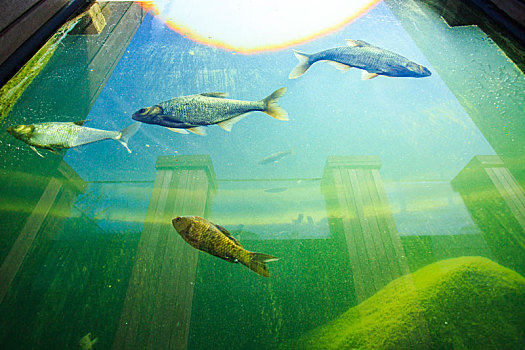 淡水鱼,鱼,玻璃,景观,观赏,鱼缸