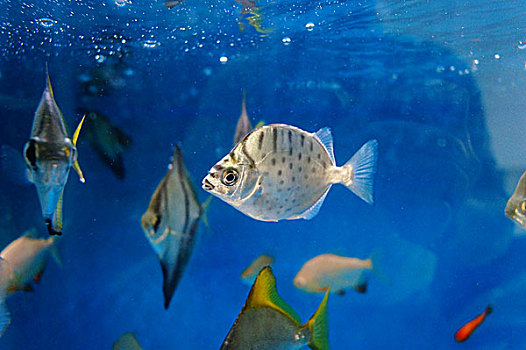 鲳鱼在水族馆里游动