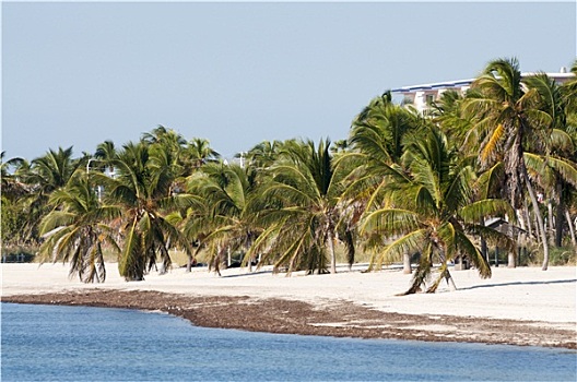 漂亮,白沙滩,西礁岛,佛罗里达,美国