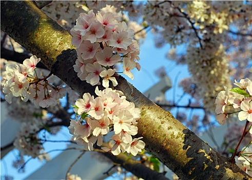 樱花,花