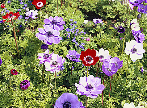 花坛,冠状银莲花,花园,床,植物,花,银莲花,观赏花卉,插瓶花,盛开,多彩,花丛,夏天