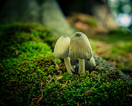 菌类,雅斯蒙德国家公园