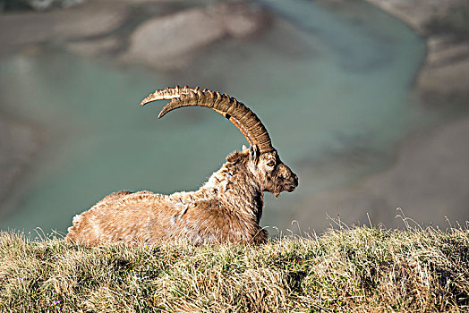 阿尔卑斯野山羊,羱羊,雄性,改变,外套,上陶恩山国家公园,卡林西亚,奥地利,欧洲