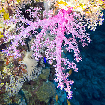 软珊瑚,粉色,热带,海洋,水下