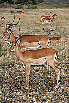 肯尼亚非洲大草原羚-侧面特写