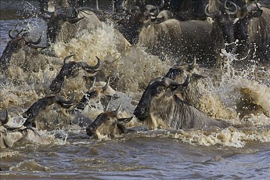 蓝角马,角马,马拉河,迁徙,马赛马拉国家保护区,肯尼亚