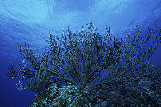 珊瑚,水下