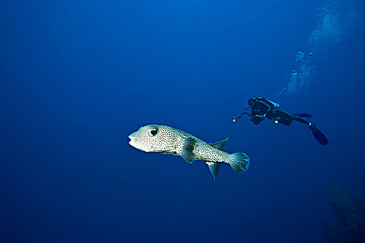 潜水,斑点,海湾群岛,洪都拉斯,中美洲