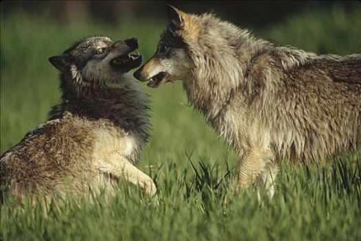 大灰狼,狼,一对,争执,蒙大拿