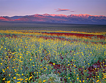 美国,加利福尼亚,死亡谷国家公园,荒芜,向日葵,花,挨着,彩色,火山岩,日出,亮光,积雪,大幅,尺寸