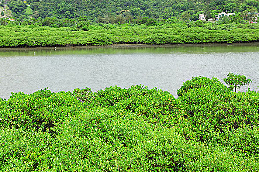 红树,植物,海边